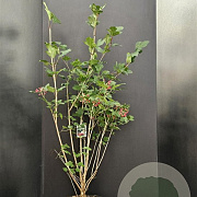Viburnum opulus 100-125 cm 10L