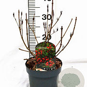 Weigela All Summer Red 30-40 cm 3,0L