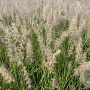 Pennisetum orientale GM P9