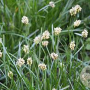 Sesleria caerulea GM P9