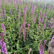Salvia nem. 'Amethyst' GM P9