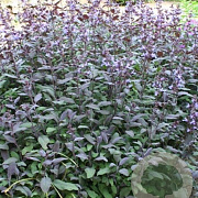 Salvia off. 'Purpurascens' GM P9