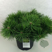 Pinus dens. 'Jane Kluis' 50-60 cm 15L