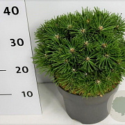 Pinus mugo 'Benjamin' 20-25 cm 5,0L
