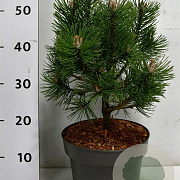 Pinus mugo 'Columbo' 30-40 cm 5,0L