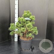 Pinus mugo 'Gnom' 50-60 cm 7,5L