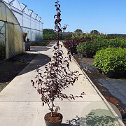 Prunus cer. 'Nigra' 100-125 cm 10L