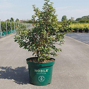 Prunus incisa 'Kojou-no-mai' 50-60 cm 10L