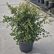 Prunus incisa 'Kojou-no-mai' 60-80 cm 10L