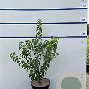 Prunus mahaleb 80-100 cm 7,5L