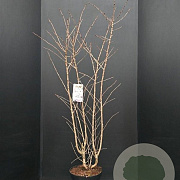 Prunus nipponica 'Brillant' 100-125 cm 10L