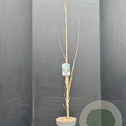 Prunus ser. 'Amanogawa' 175-200 cm 20L