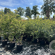 Amelanchier lamarckii 125-150 cm 20L