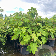 Hydrangea quercifolia 100-125 cm 20L