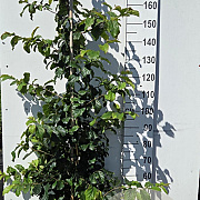 Parrotia persica 150-175 cm 20L