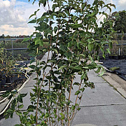 Cornus kousa chinensis 175-200 cm 20L