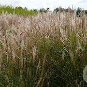 Miscanthus sin. 'Silberspinne' GM P9