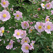 Anemone h. 'September Charm' GM P9