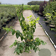Heptacodium miconioides 80-100 cm 10L