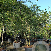 Amelanchier lamarckii 300-350 cm container meerstammig