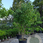 Liquidambar styraciflua 250-300 cm container meerstammig