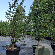Pyrus c. 'Conference' 35-40 HA container karakter