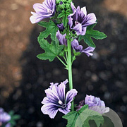 Malva sylvestris GM P9
