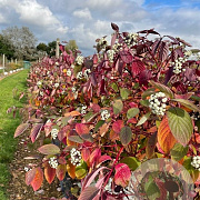 Cornus alba 'Westonbirt' 60-90 cm wortelgoed 0/1 3 tak