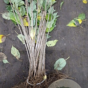 Prunus avium 40-60 cm wortelgoed 1/0 