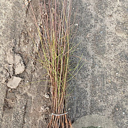 Prunus spinosa 40-60 cm wortelgoed 1/0 