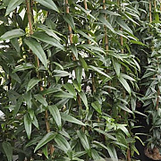 Clematis armandii 175-200 cm 7,5L
