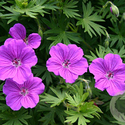 Geranium 'Tiny Monster' GM P9