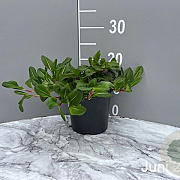 Persicaria aff. 'Darjeeling Red' GM 2,0L