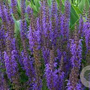 Salvia nemorosa GM P9