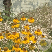 Helenium 'The Bishop' GM P9
