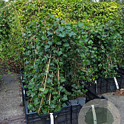 Hedera hibernica 80-100 cm P11 met stok