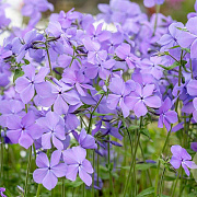 Phlox div. 'Blue Moon' GM P9