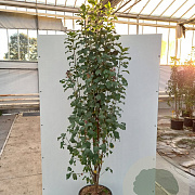 Amelanchier aln. 'Obelisk' 150-175 cm 15L