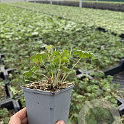 Geranium sanguineum GM P9