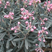 Andromeda polifolia GM P9.5