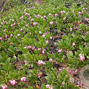Arctostaphylos uva-ursi GM P9.5