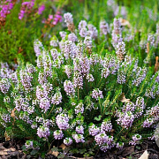 Erica vagans 'Alba' GM P9.5 2 jaar
