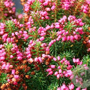 Erica vagans 'Birch Glow' GM P9.5