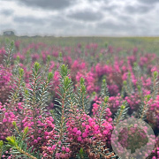 Erica vagans 'Rosea' GM 1.5