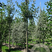 Malus d. 'Elstar' 6-8 HO draadkluit