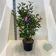 Viburnum bodn. 'Charles Lamont' 175-200 cm 10L