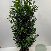 Prunus l. 'Caucasica' 150-175 cm met kluit 45-55 haagplant