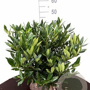 Prunus l. 'Otto Luyken' 50-60 cm met kluit haagplant