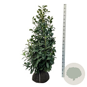 Prunus l. 'Novita' 125-150 cm met kluit extra
