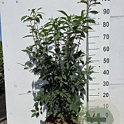 Euonymus alatus 60-80 cm 10L